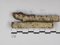 藏品(絲齒菌屬)的圖片