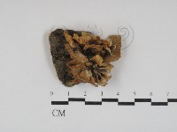 藏品(雲芝)的圖片