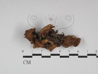 藏品(多孔菌屬)的圖片