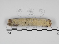 藏品(絲齒菌屬)的圖片