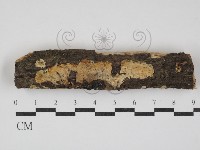 藏品(射脈菌屬)的圖片