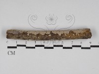 藏品(刺皮菌屬)的圖片