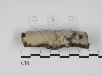 藏品(顯絲菌屬)的圖片