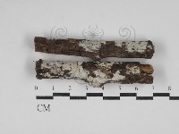 藏品(刺皮菌屬)的圖片