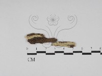 藏品(絲齒菌屬)的圖片