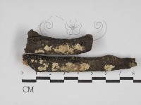 藏品(柱擔菌屬)的圖片