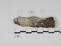 藏品(絲皮菌屬)的圖片