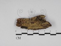 藏品(絲齒菌屬)的圖片