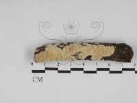 藏品(絲齒菌屬)的圖片