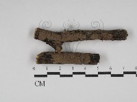 藏品(刺革菌屬)的圖片