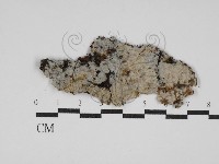 藏品(阿太菌屬)的圖片