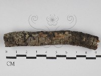 藏品(盤革菌屬)的圖片