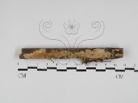 藏品(顯絲菌屬)的圖片