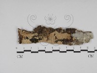 藏品(柱擔菌屬)的圖片