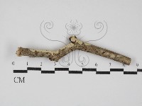 藏品(齒耳菌屬)的圖片