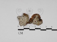 藏品(阿太菌屬)的圖片