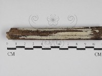 藏品(冇骨消絲齒菌)的圖片