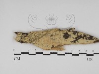 藏品(絲齒菌屬)的圖片