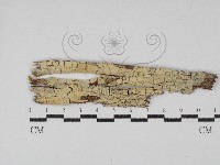 藏品(射脈菌屬)的圖片