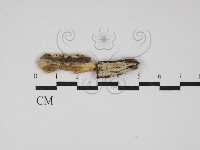 藏品(絲齒菌屬)的圖片