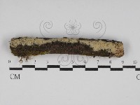 藏品(絲齒菌屬)的圖片