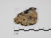 藏品(齒耳菌屬)的圖片