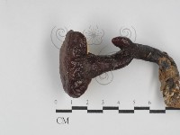 藏品(靈芝屬)的圖片