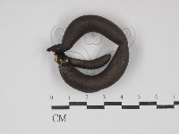 藏品(炭角菌屬)的圖片