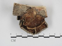 藏品(雲芝)的圖片