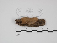 藏品(蠔韌革菌)的圖片