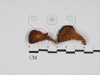 藏品(多孔菌屬)的圖片