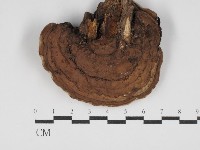 藏品(靈芝屬)的圖片