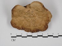 藏品(栓菌屬)的圖片