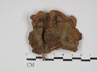 藏品(蠔韌革菌)的圖片