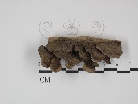 藏品(蠔韌革菌)的圖片