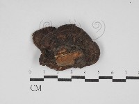 藏品(煙管菌)的圖片