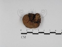 藏品(靈芝屬)的圖片