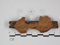 藏品(蠔韌革菌)的圖片