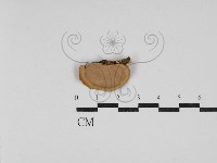 藏品(小孔菌屬)的圖片