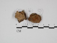 藏品(韌革菌屬)的圖片