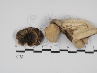 藏品(雲芝)的圖片