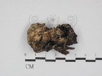 藏品(雲芝)的圖片