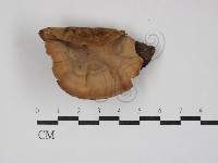 藏品(韌革菌屬)的圖片