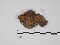 藏品(韌革菌屬)的圖片