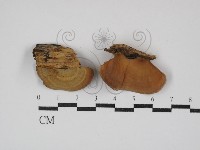 藏品(韌革菌屬)的圖片