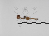 藏品(乳菇屬)的圖片