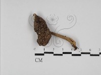 藏品(乳菇屬)的圖片