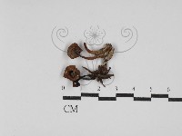 藏品(乳菇屬)的圖片