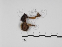 藏品(乳菇屬)的圖片