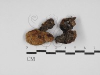 藏品(乳菇屬)的圖片